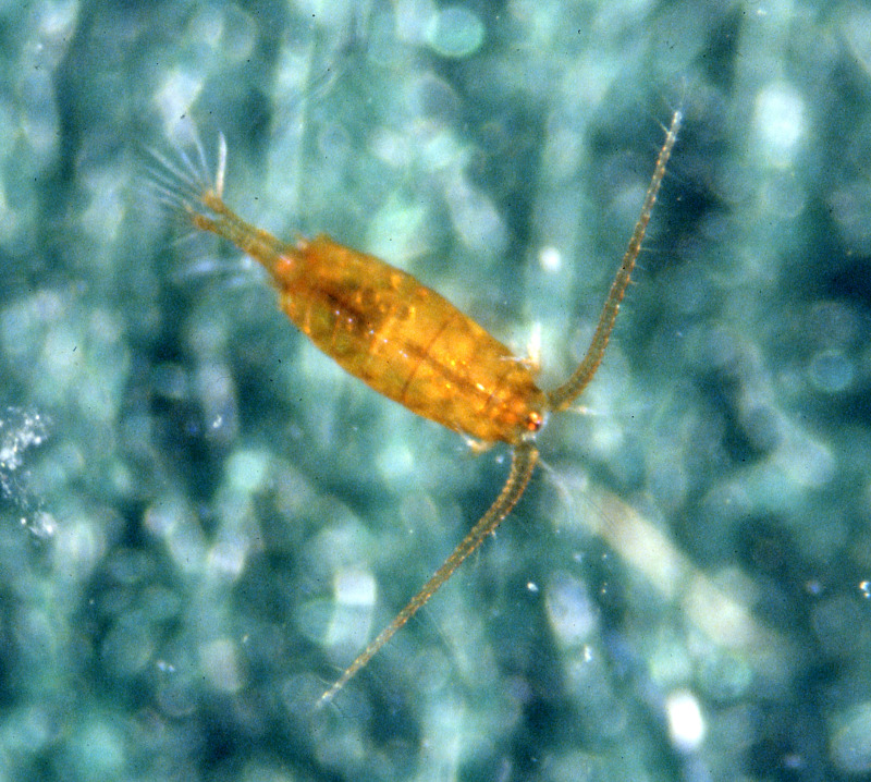 Copepoda male. Copepoda male. Credit: Betsy Leppo